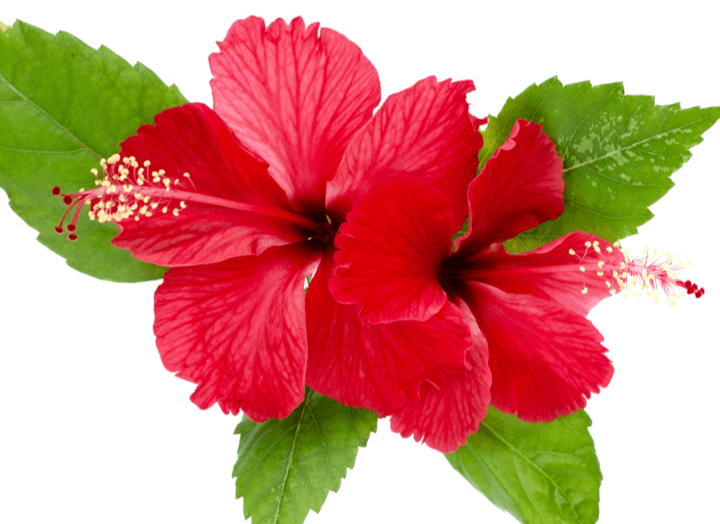 Flush Factor Plus Ingredients